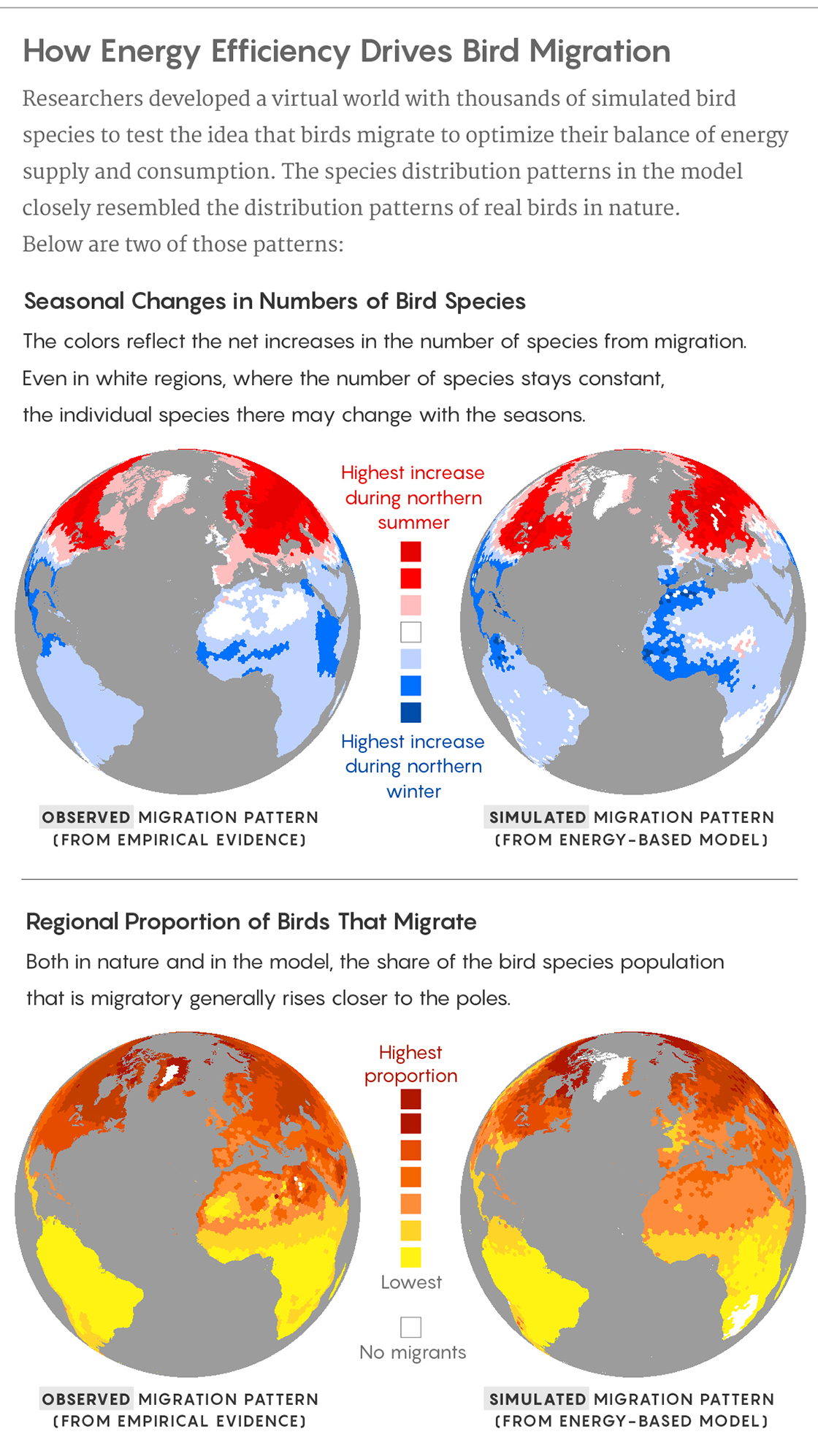 Graphic illustration: Researchers developed a virtual world with thousands of simulated bird species to test the idea that birds migrate to optimize their balance of energy supply and consumption. The species distribution patterns in the model closely resembled the distribution patterns of real birds in nature. Below are two of those patterns: