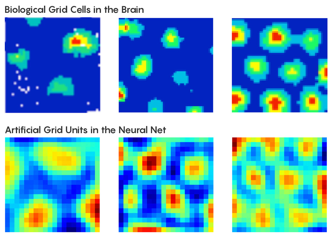 Graphic comparing the differences between biological grid cells in the brain versus artificial grid units in the neural net.