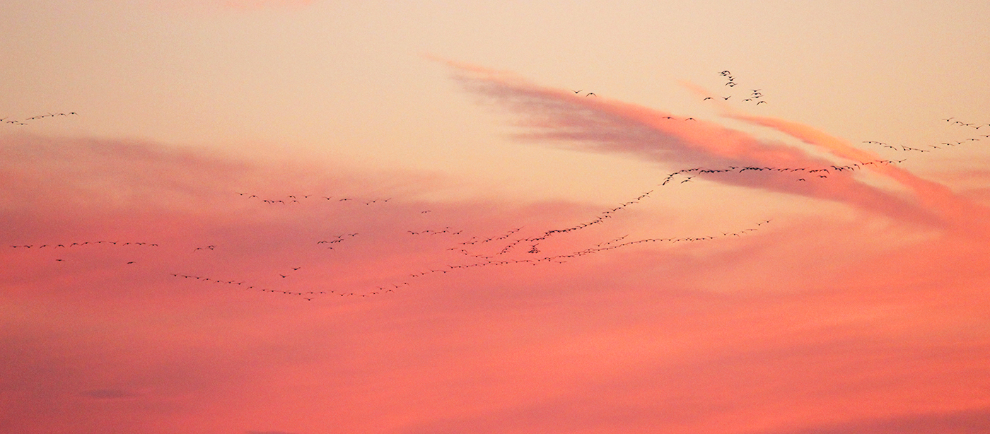 Photo of Snow geese (Chen caerulescens) have been passing over the Kulm Wetland Management District for several days now with the warm weather. Each spring they migrate back north to their breeding and nesting grounds in the Arctic.