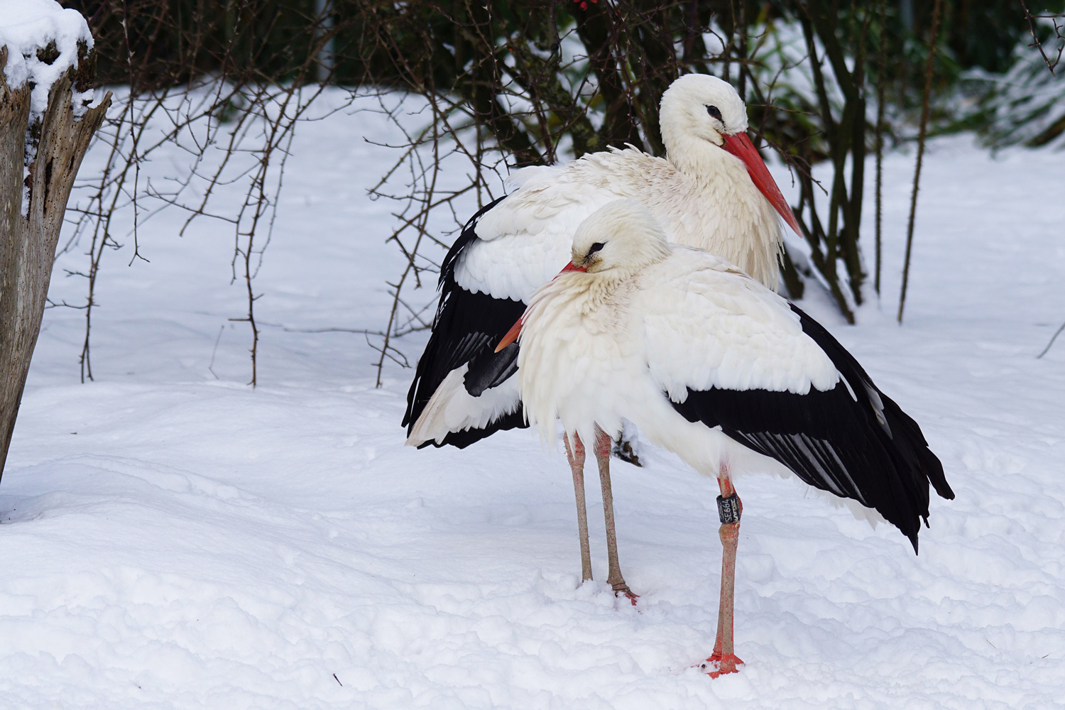 The White stork Ciconia ciconia is a well-known migrant, moving from Europe down to Africa (either via the Iberian Peninsula or via the Middle East) during the winter. Increasingly, however, birds are choosing to over-winter in Europe. The numbers are startling: in southern France, eight birds over-wintered in 1996-1997, but 172 did so in 2003-2004 (Archaux et al. 2004).