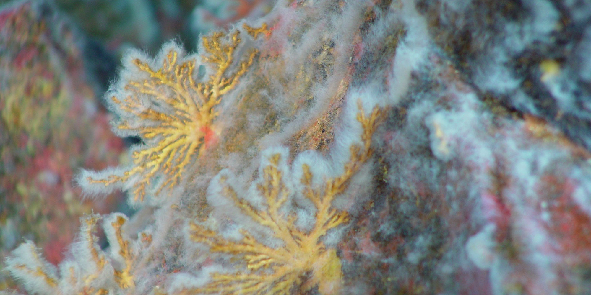 Photograph of bacterial mats close up.