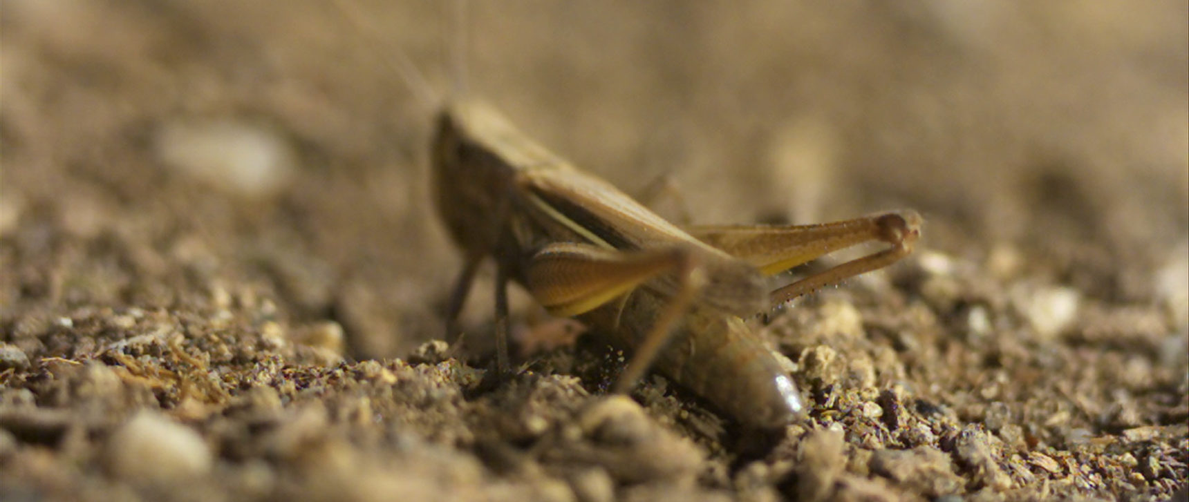 Photo of a grasshopper poised to jump.