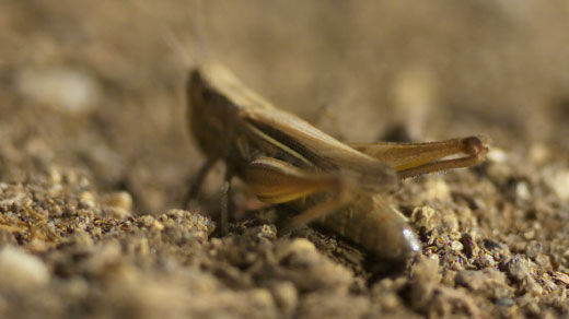 Photo of a grasshopper poised to jump.