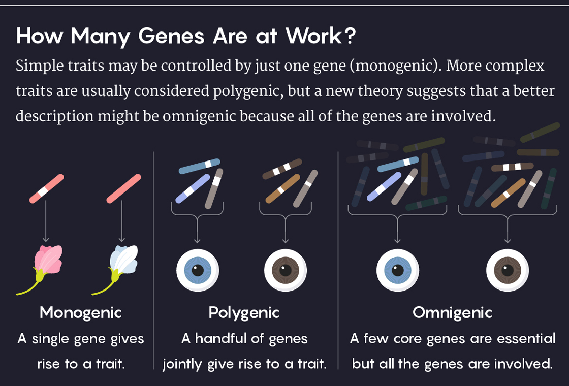 Graphic illustrating the comparison between monogenic, polygenic, and omnigenic traits.