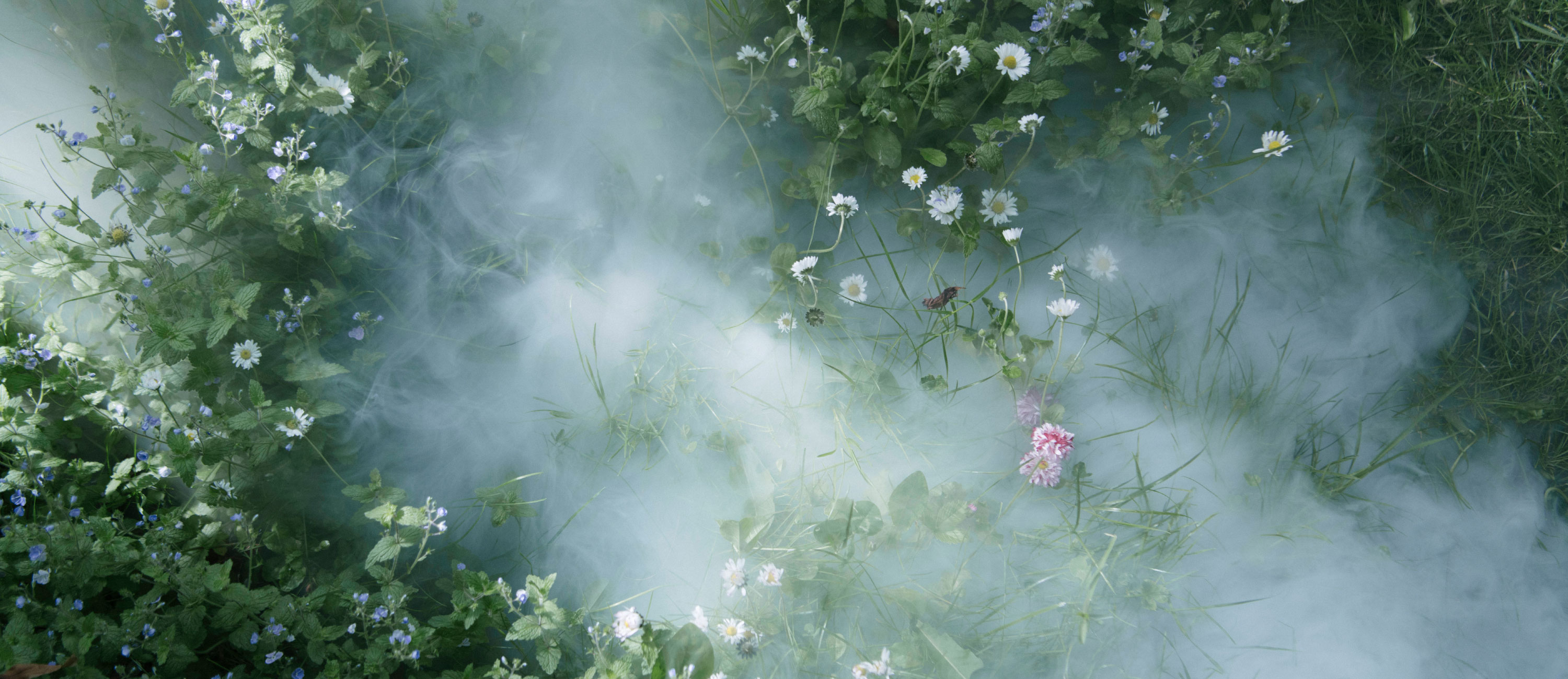 Mist over grass in Victoria Meadows' garden.