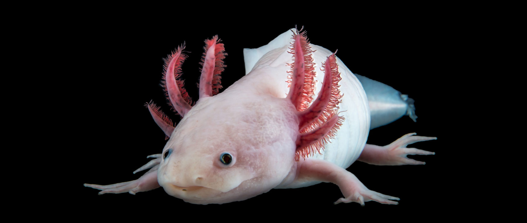 Photo of an axolotl