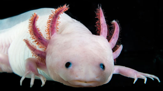 Photo of an axolotl