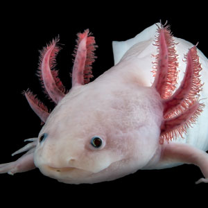 Photo of an axolotl