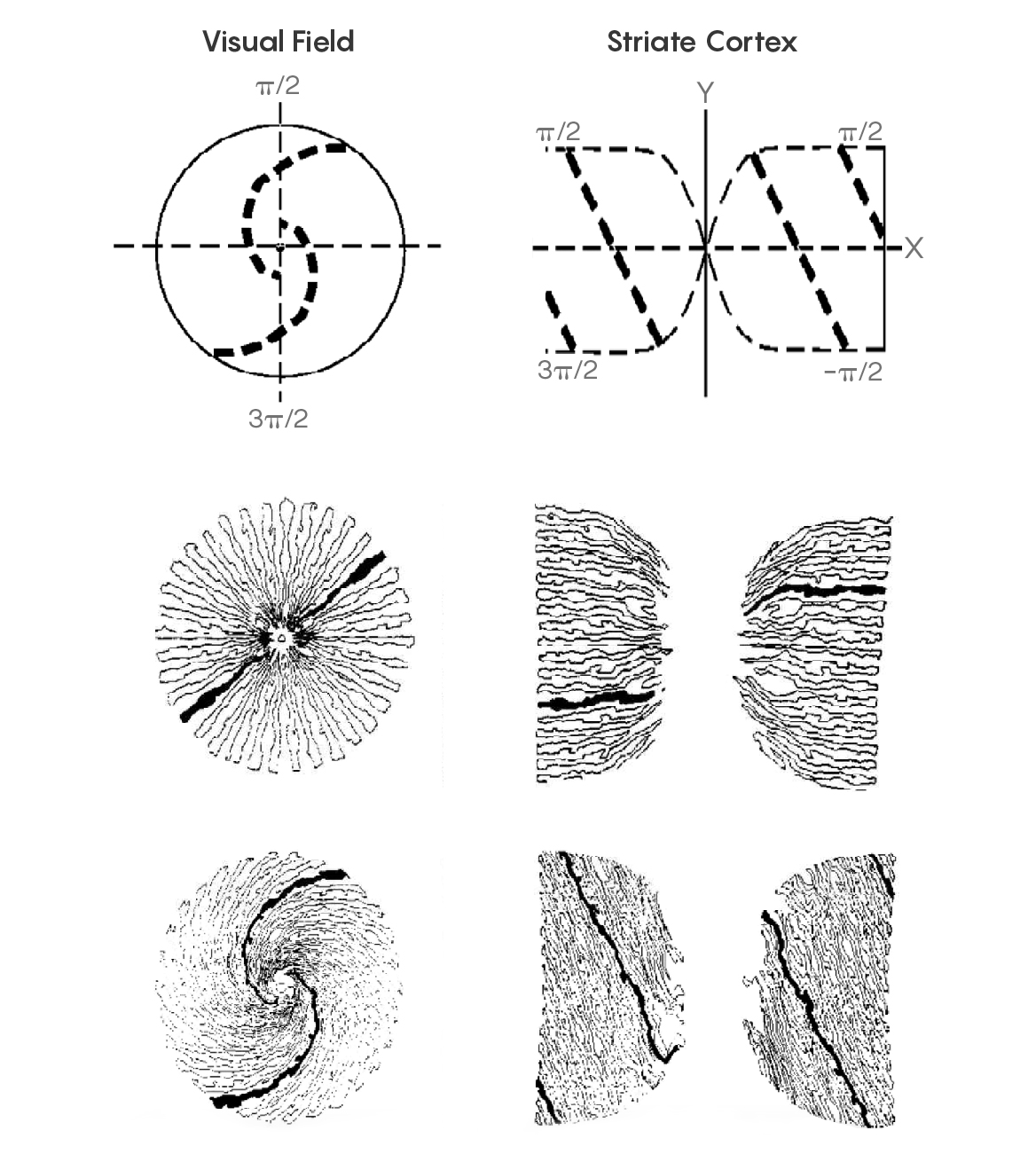 Illustrations of Retino-cortical mapping