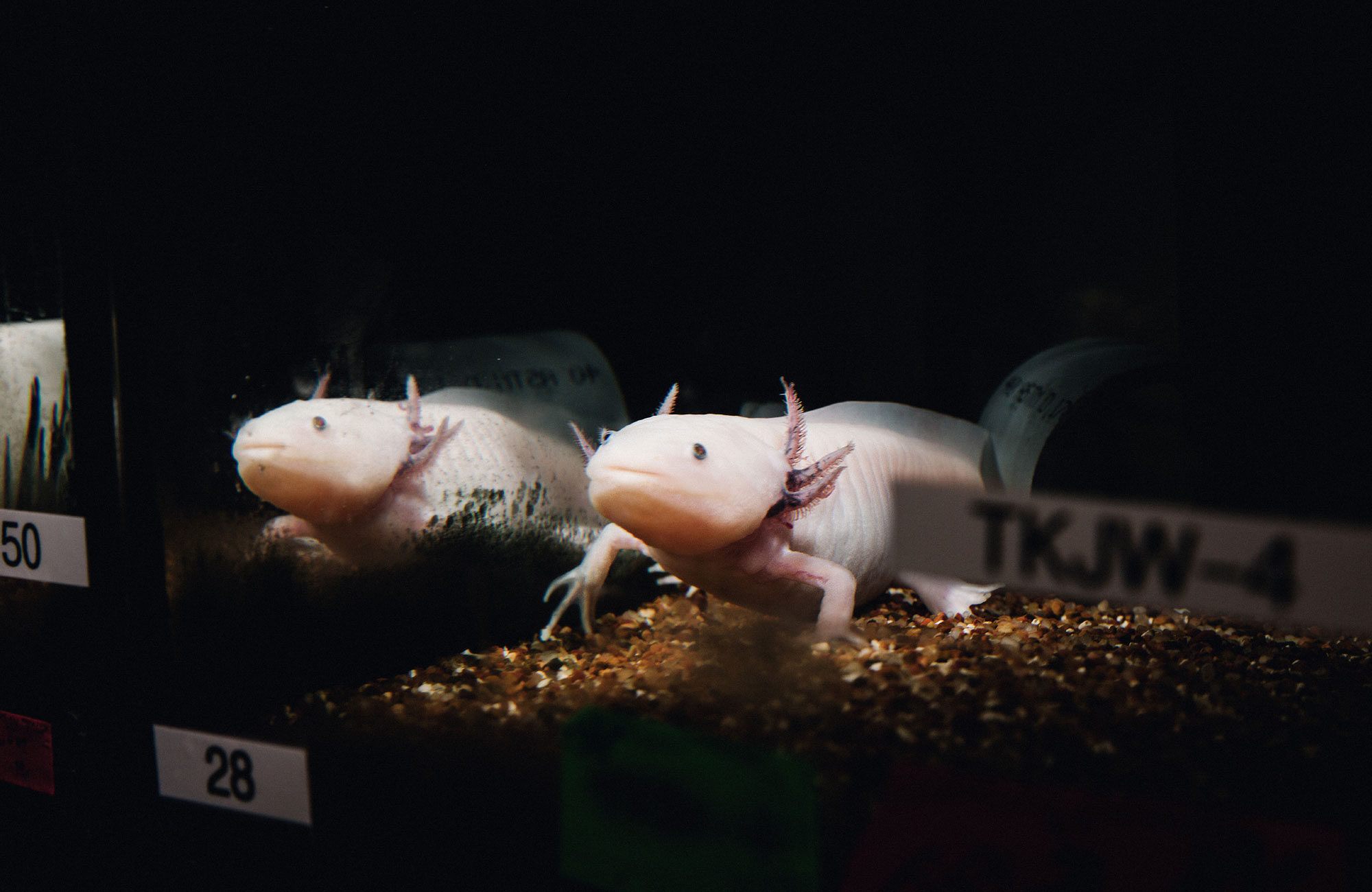 Photo of an axolotl