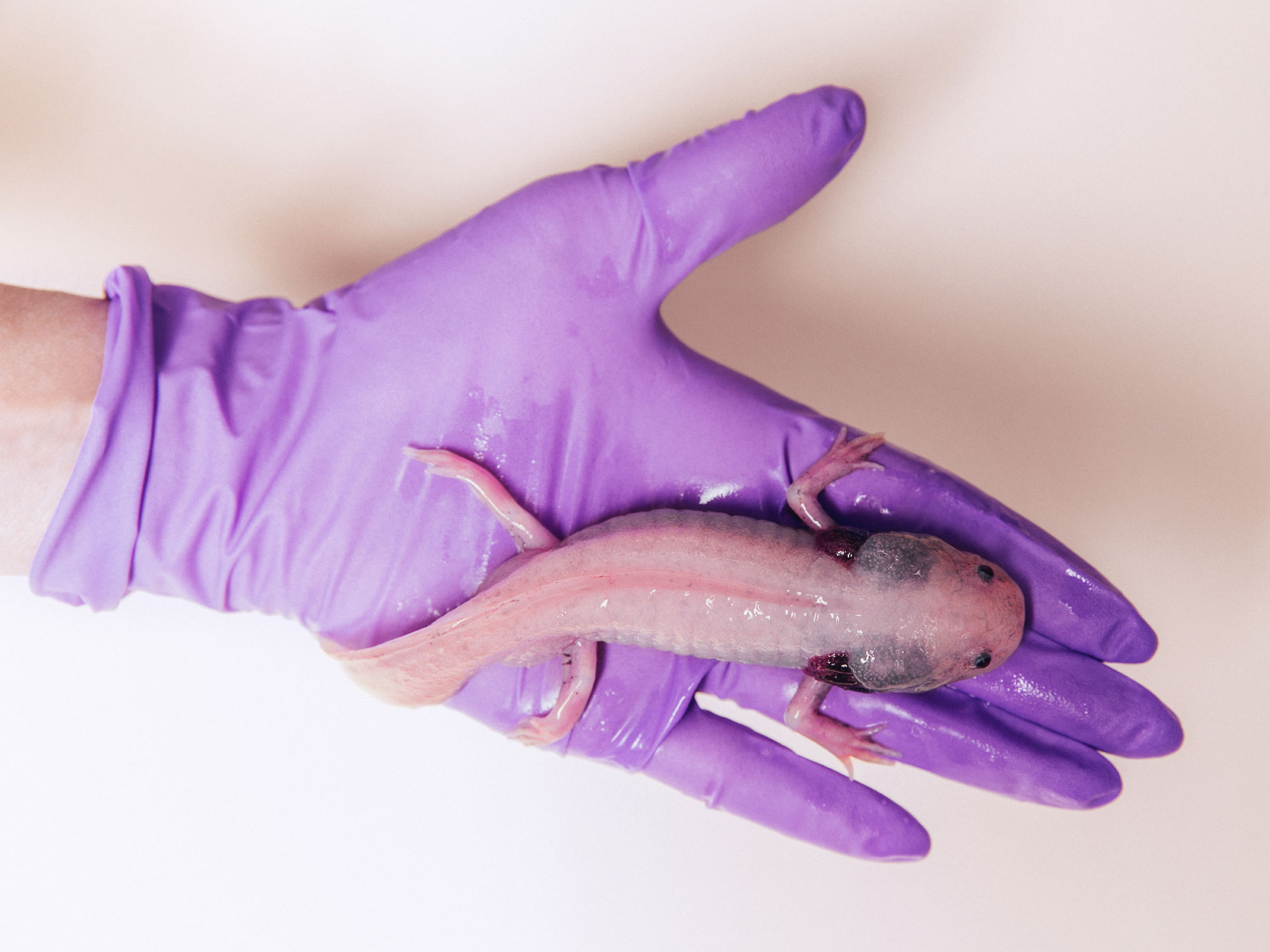 Dr. Whited holds an axolotl in her lab.