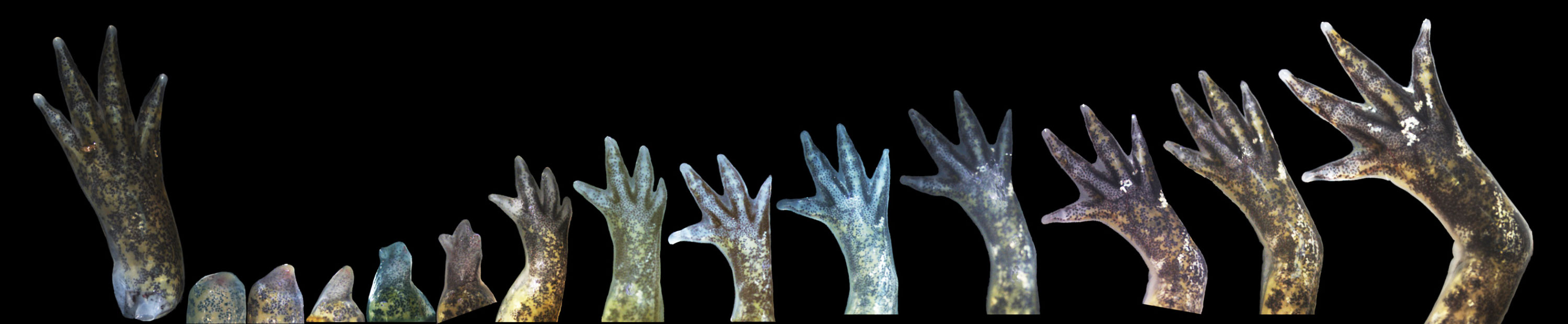 PHOTO: COMPOSITE SERIES OF LIMB REGENERATION