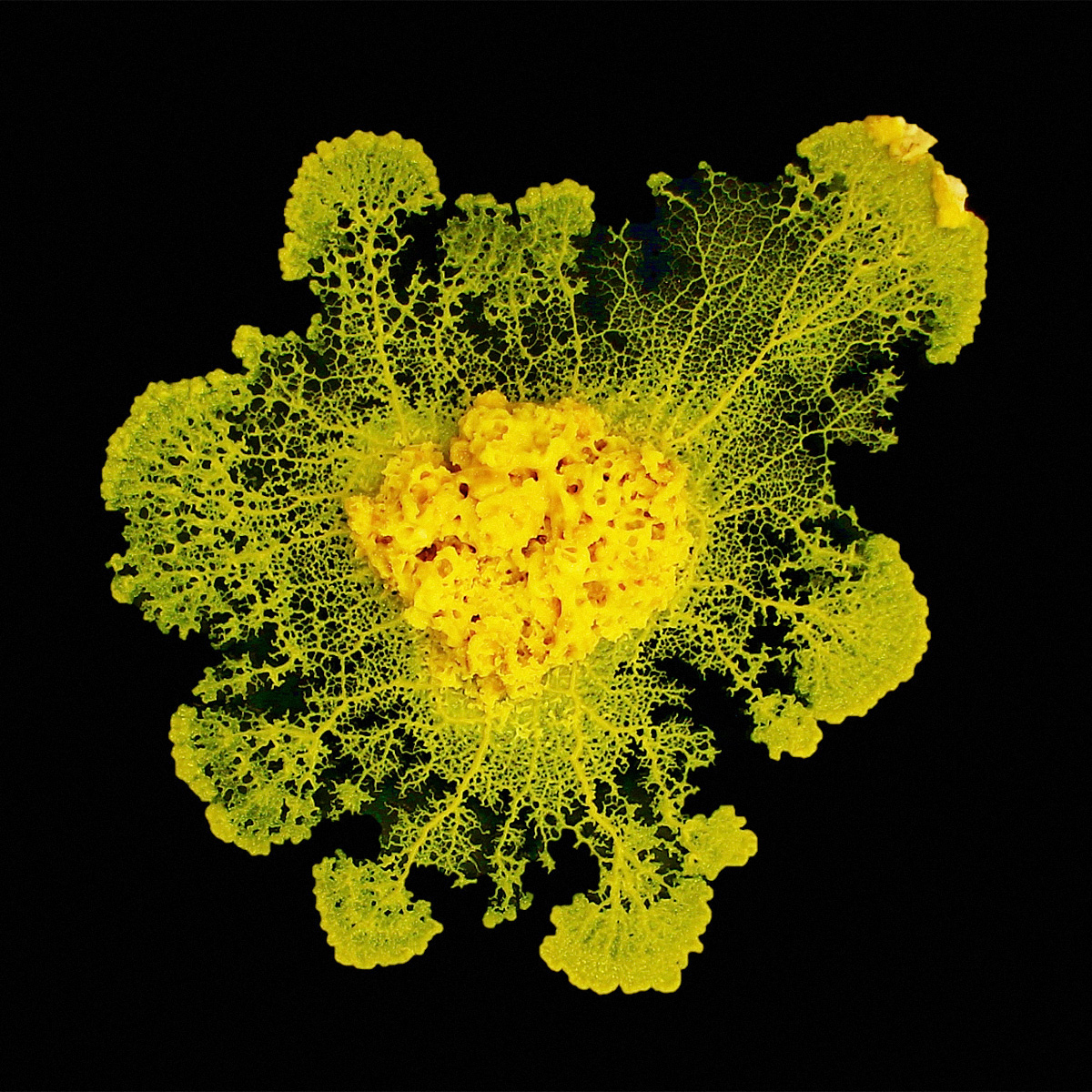 Photo of Physarum Polycephalum