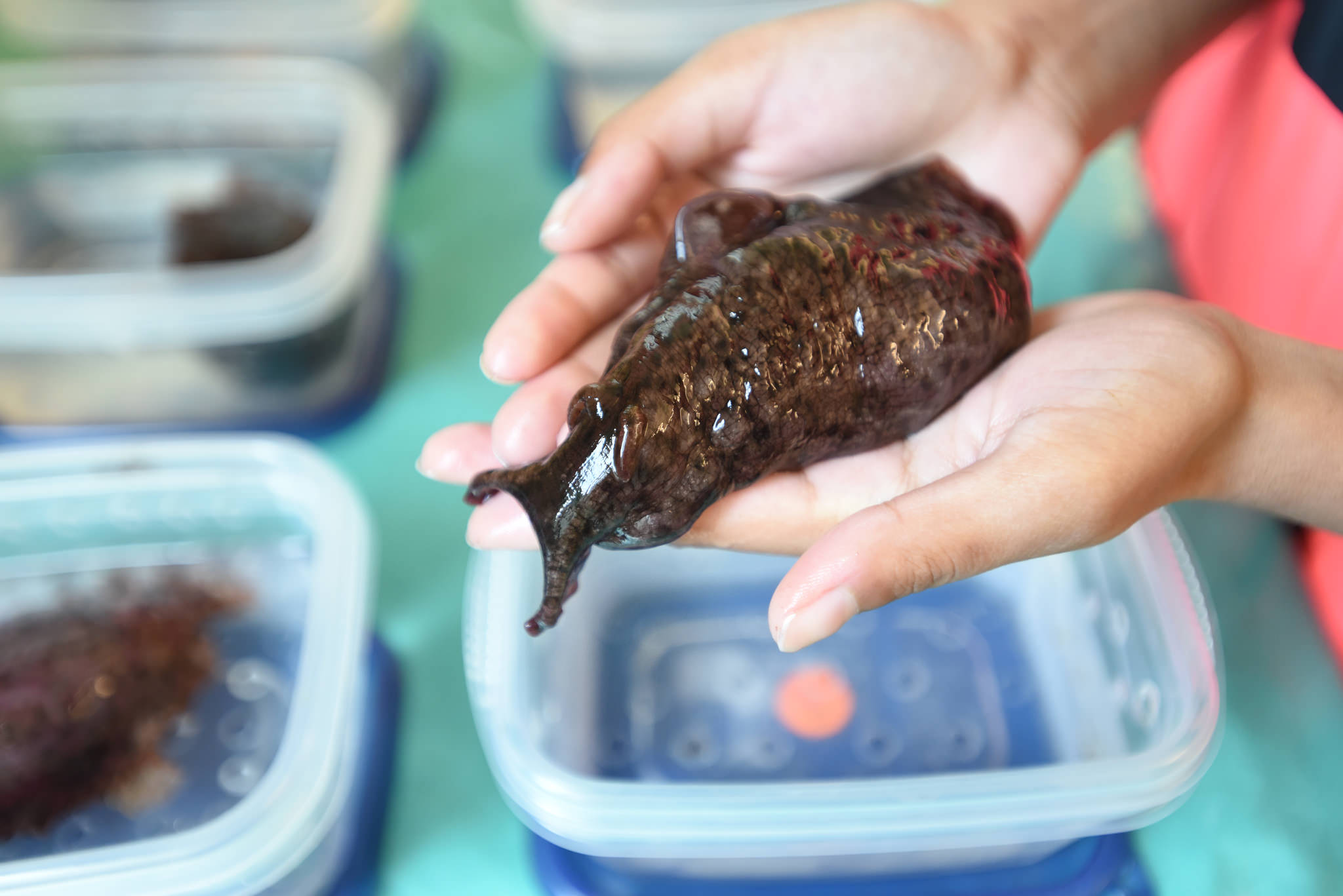 Photo of a researcher holding a sea slug in a lab.