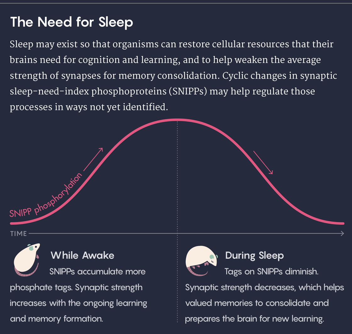 Graphic illustrating the sleep-need-index phosphoproteins over time while awake then asleep.