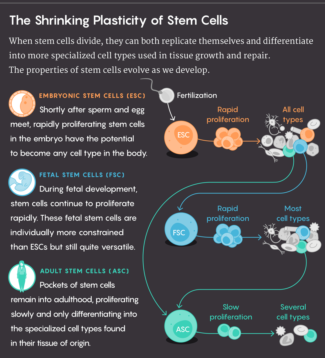 Graphic: When stem cells divide, they can both replicate themselves and differentiate into more specialized cell types used in tissue growth and repair. The properties of stem cells evolve as we develop. EMBRYONIC STEM CELLS (ESC) Shortly after sperm and egg meet, rapidly proliferating stem cells in the embryo have the potential to become any cell type in the body. FETAL STEM CELLS (FSC) During fetal development, stem cells continue to proliferate rapidly. These fetal stem cells are individually more constrained than ESCs but still quite versatile. ADULT STEM CELLS (ASC) Pockets of stem cells remain into adulthood, proliferating slowly and only differentiaing into the specialized cell types found in their tissue of origin.