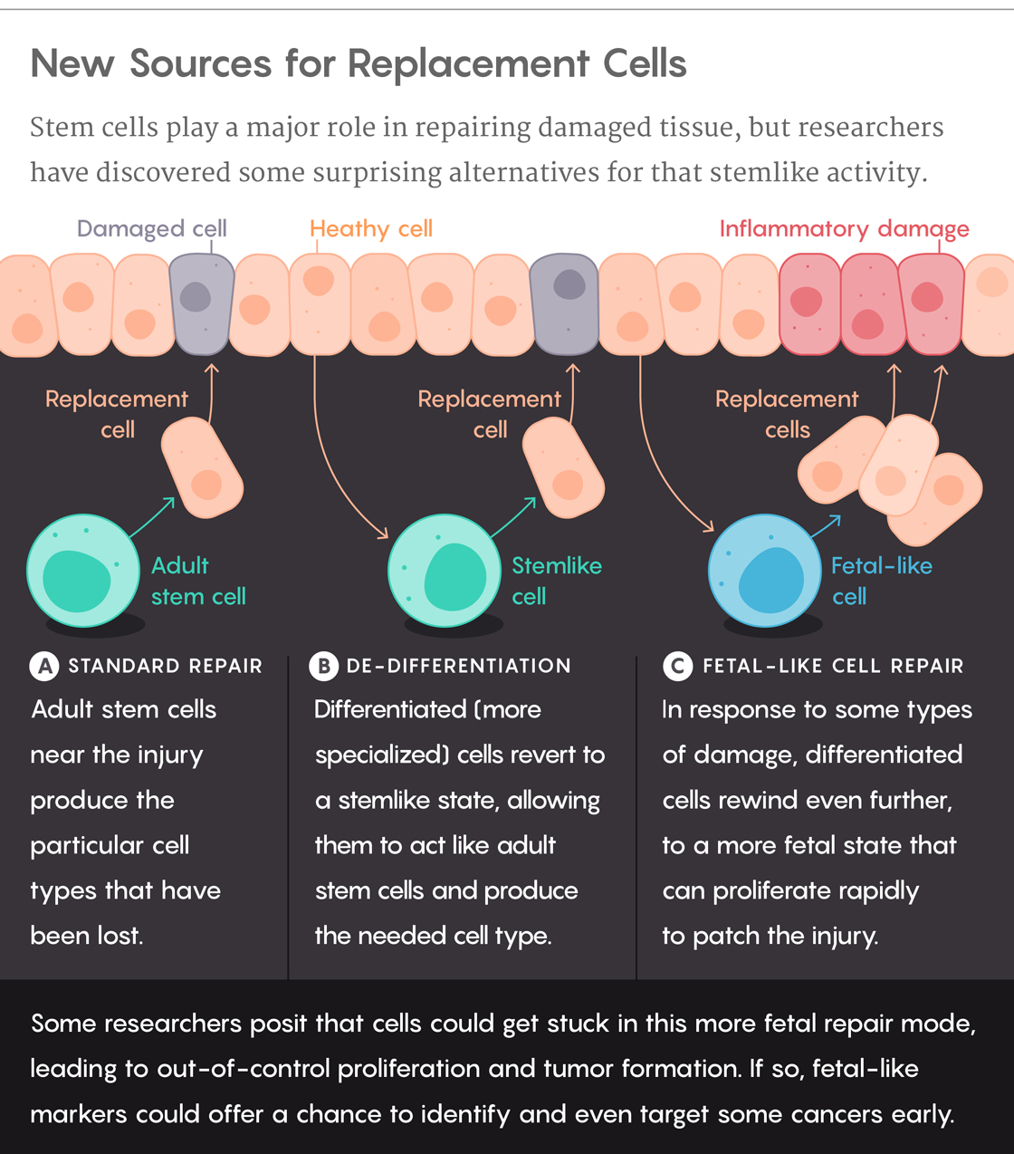 Graphic: Stem cells play a major role in repairing damaged tissue, but researchers have discovered some surprising alternatives for that stem-like activity. (A) STANDARD REPAIR  Adult stem cells near the injury produce the particular cell types that have been lost.  (B) DE-DIFFERENTIATION Differentiated (more specialized) cells revert to a stemlike state, allowing them to act like adult stem cells and produce the needed cell type.  (C) FETAL-LIKE CELL REPAIR In response to some types of damage, differentiated cells rewind even further, to a more fetal state that can proliferate rapidly to patch the injury.  Some researchers posit that cells could get stuck in this more fetal repair mode, leading to out-of-control proliferation and tumor formation. If so, fetal-like markers could offer a chance to identify and even target some cancers early. EMBRYONIC STEM CELLS (ESC) Shortly after sperm and egg meet, rapidly proliferating stem cells in the embryo have the potential to become any cell type in the body. FETAL STEM CELLS (FSC) During fetal development, stem cells continue to proliferate rapidly. These fetal stem cells are individually more constrained than ESCs but still quite versatile. ADULT STEM CELLS (ASC) Pockets of stem cells remain into adulthood, proliferating slowly and only differentiaing into the specialized cell types found in their tissue of origin.