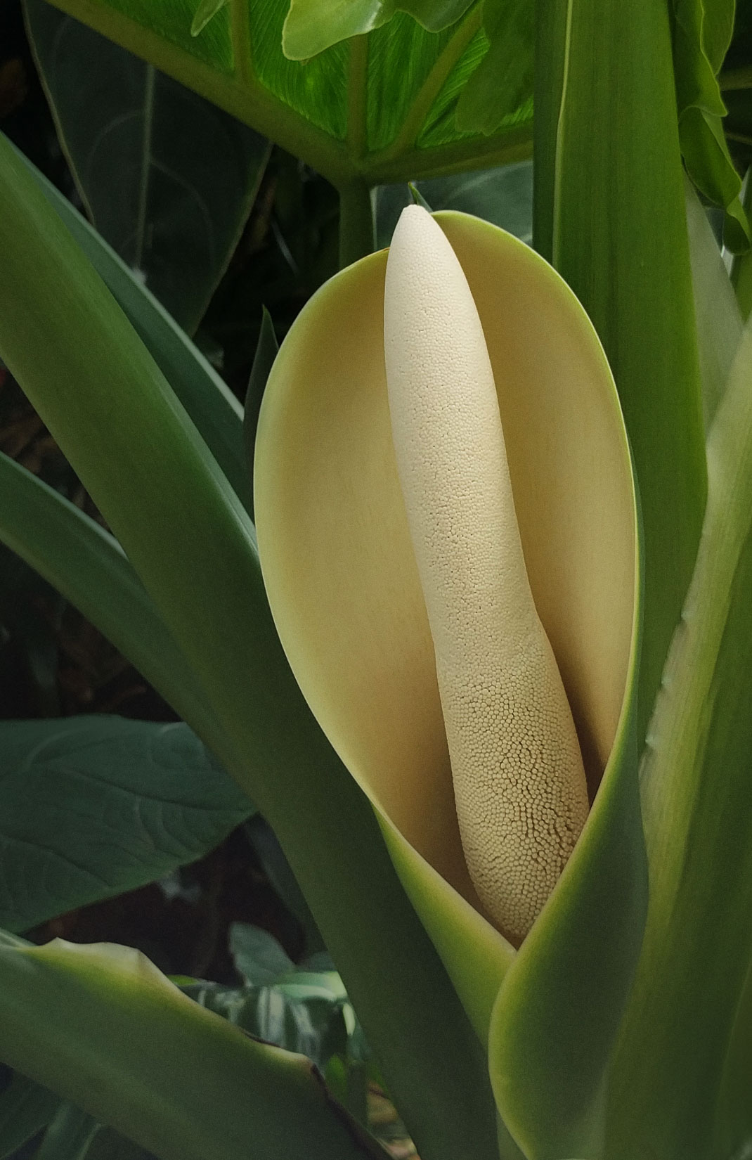 Thaumatophyllum bipinnatifidum inflorescence