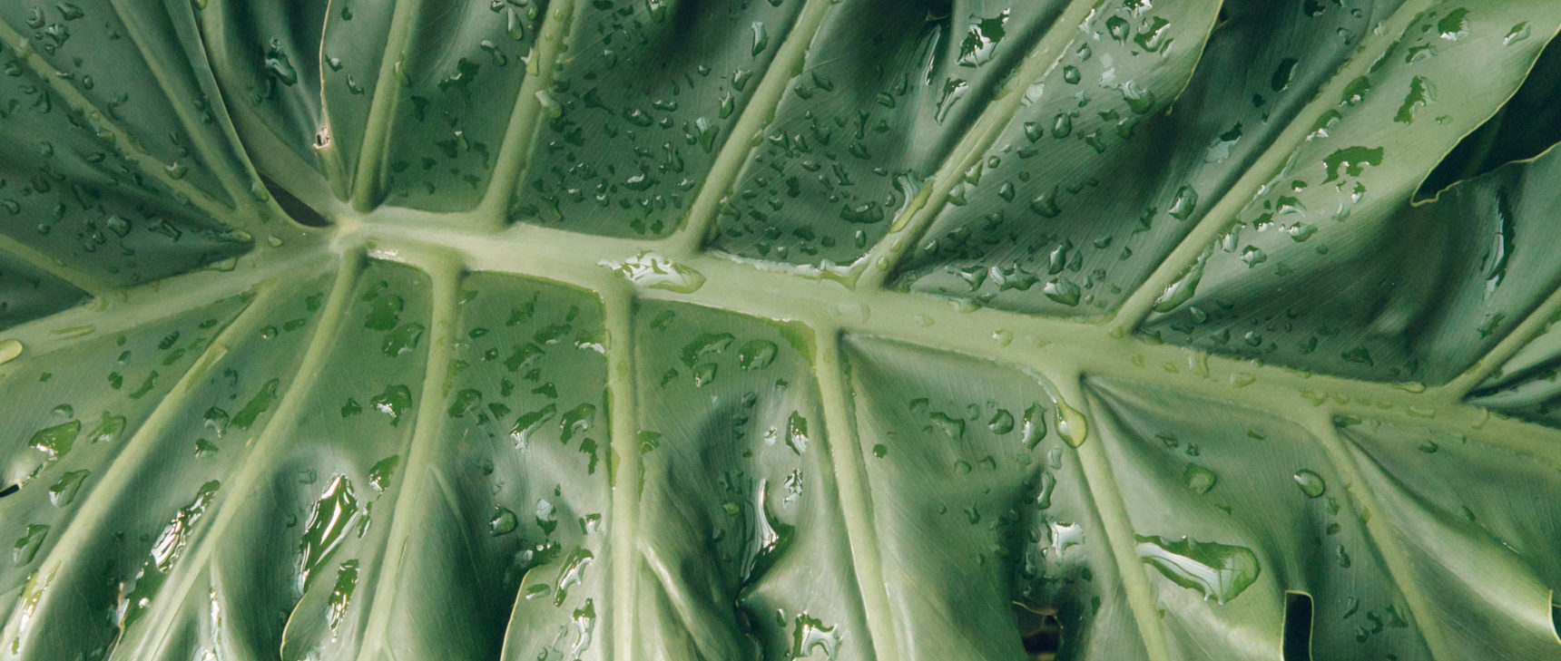 Closeup of Thaumatophyllum bipinnatifidum leaf.