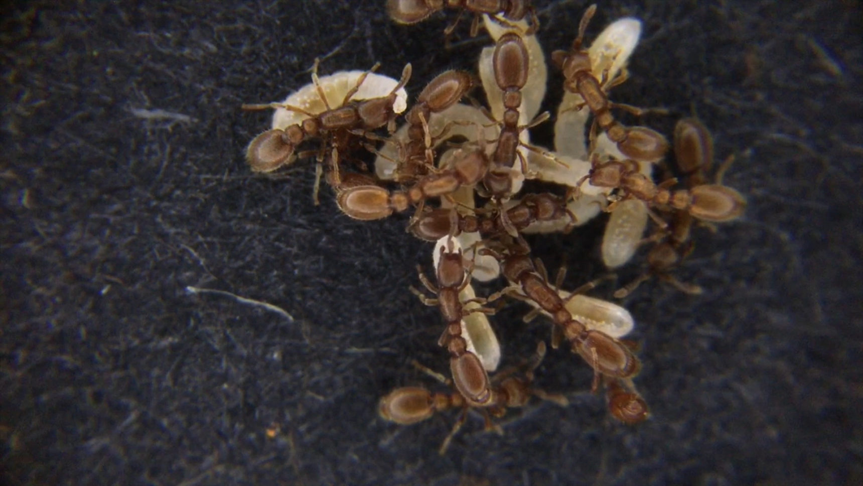 Photo of ants tending to larvae