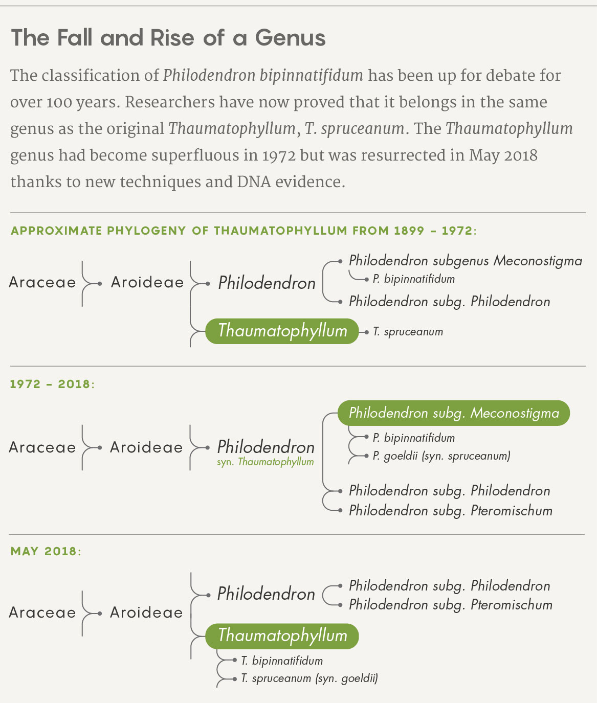 The classification of Philodendron bipinnatifidum has been up for debate for over 100 years. Researchers have now proved that it belongs in the same genus as the original Thaumatophyllum, T. spruceanum. The Thaumatophyllum genus had become superfluous in 1972 but was resurrected in May 2018 thanks to new techniques and DNA evidence.