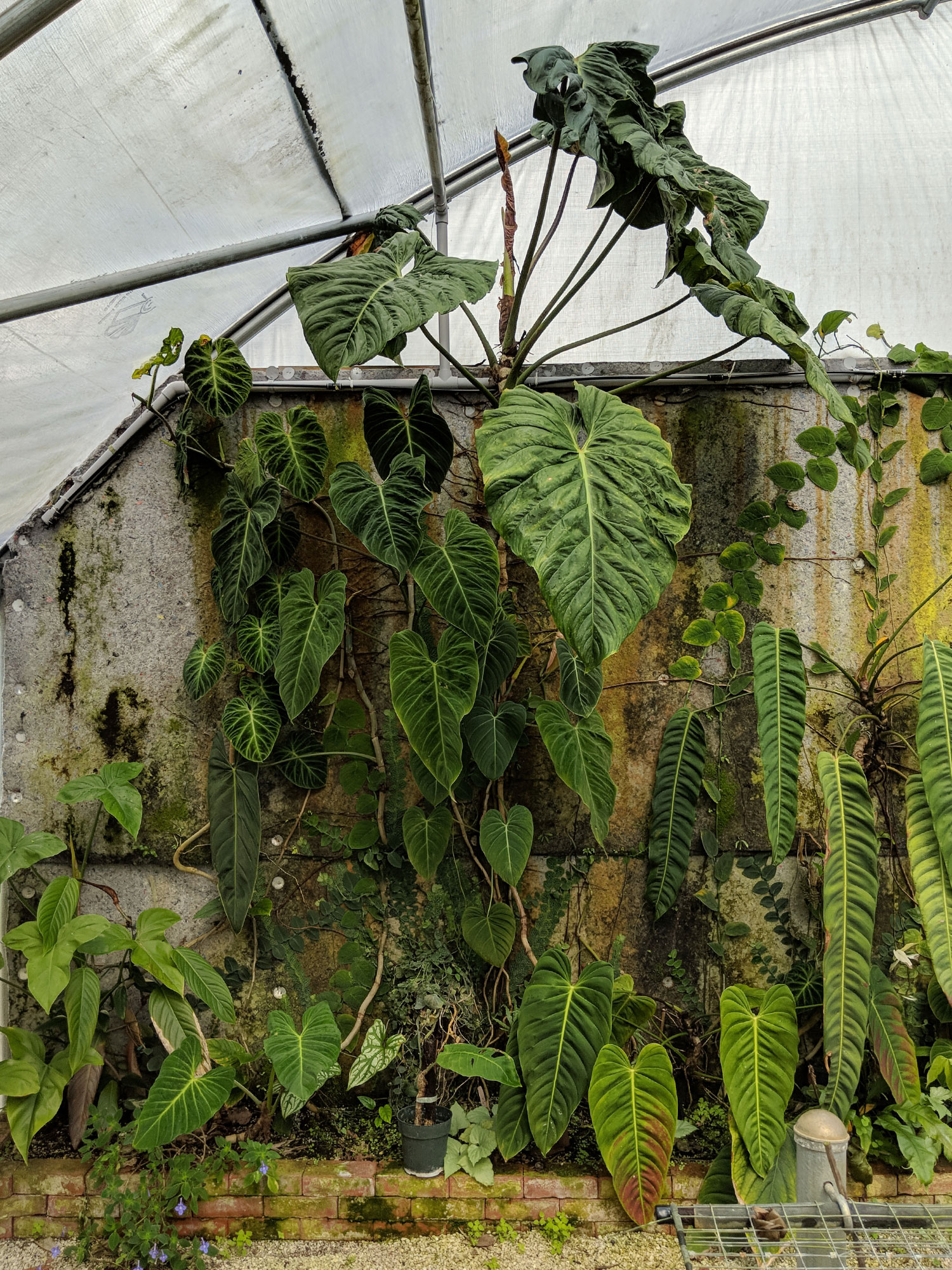 Philodendrons climbing a wall in a greenhouse