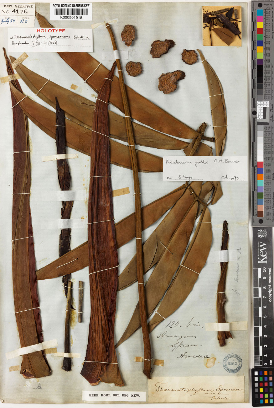 Richard Spruce's original herbarium specimen of Thaumatophyllum spruceanum