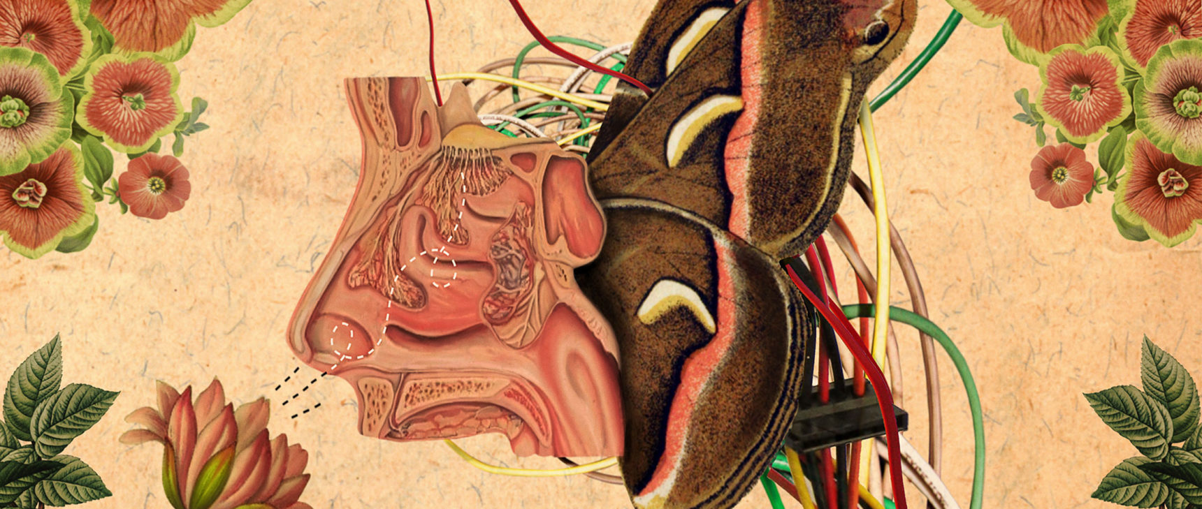 Art for "New AI Strategy Mimics How Brains Learn to Smell"