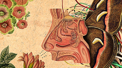 Art for "New AI Strategy Mimics How Brains Learn to Smell"