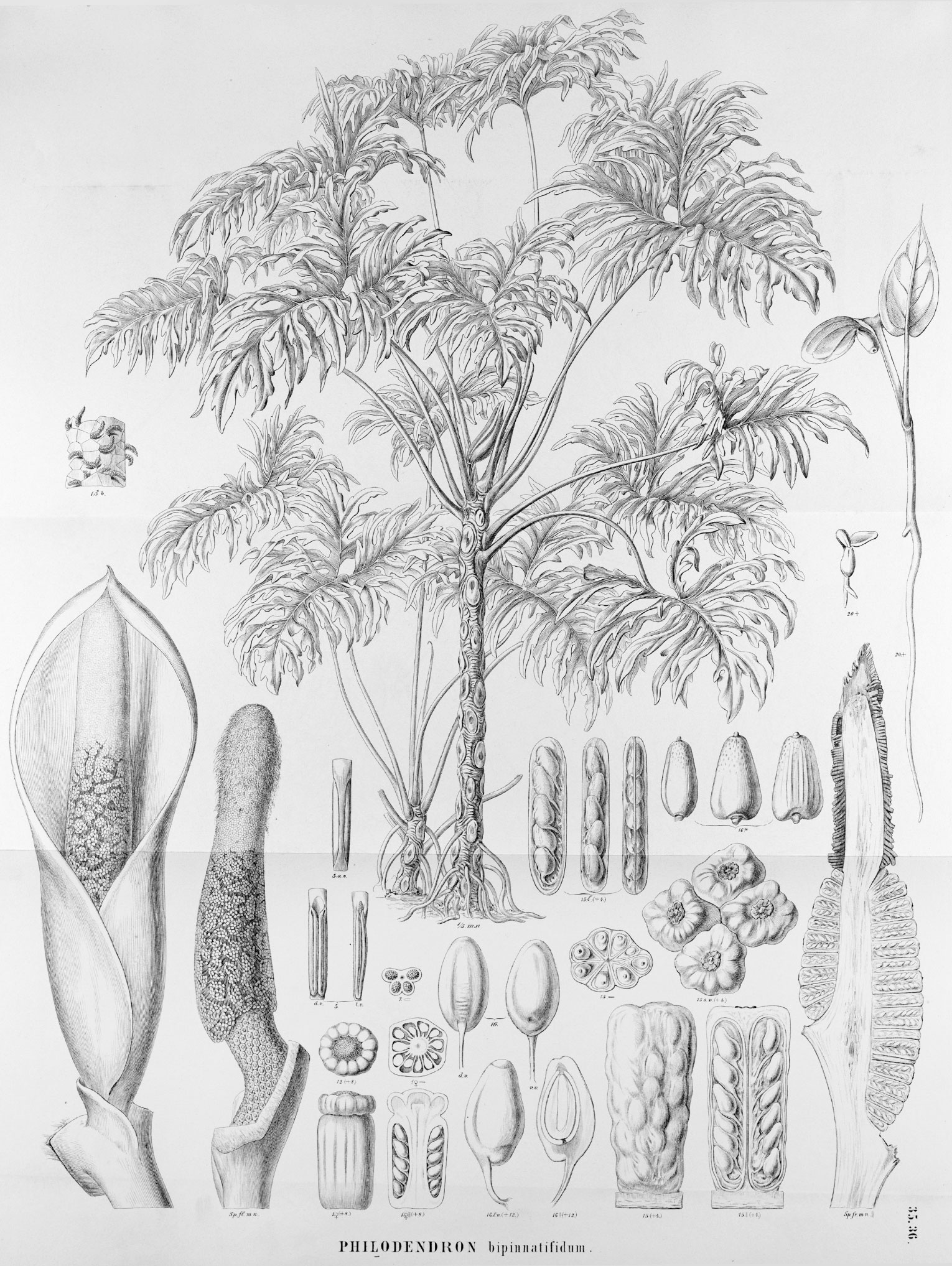 Botanical illustration of "Philodendron bipinnatifidum"