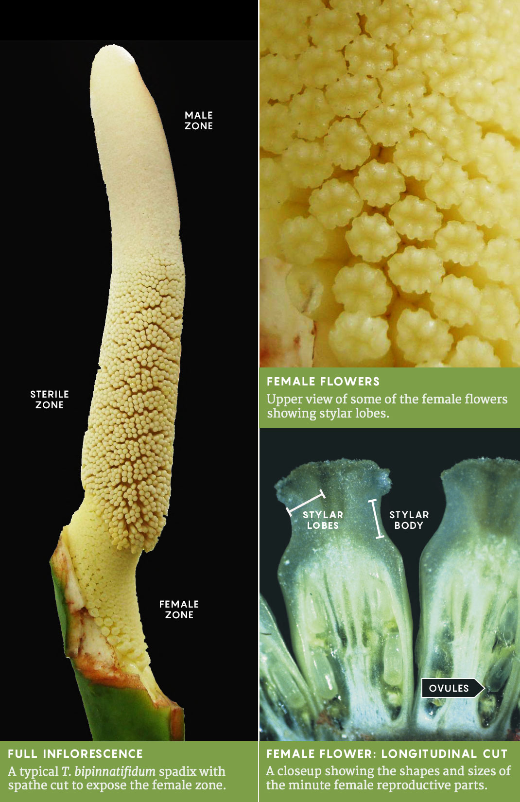 T. bipinnatifidum inflorescence, graphic