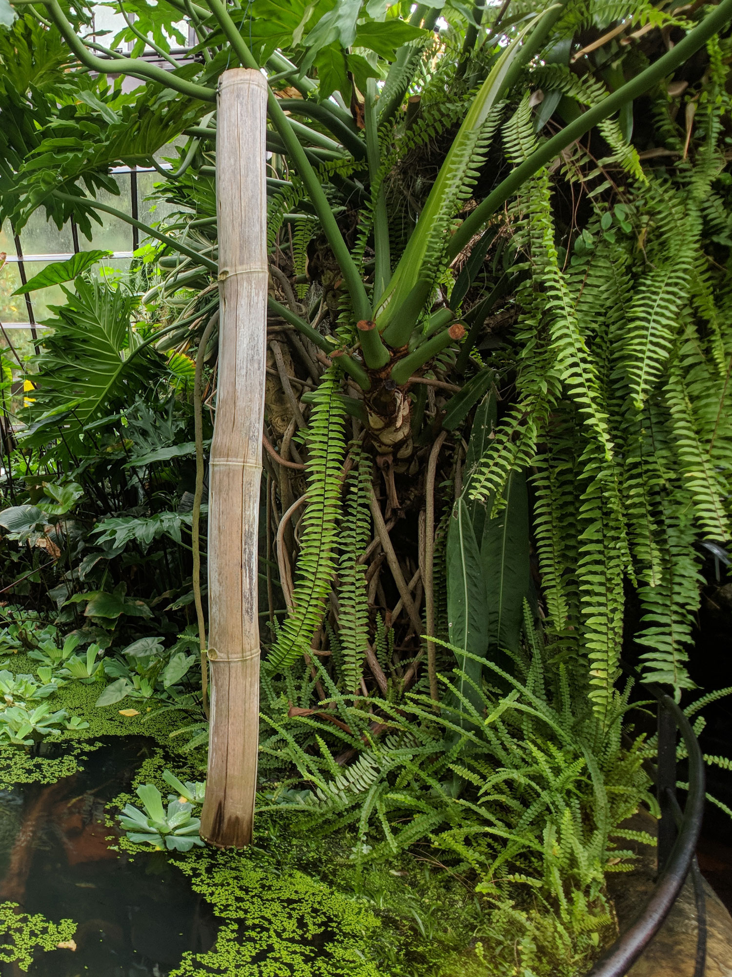 Thaumatophyllum bipinnatifidum at Glasgow Botanic Gardens