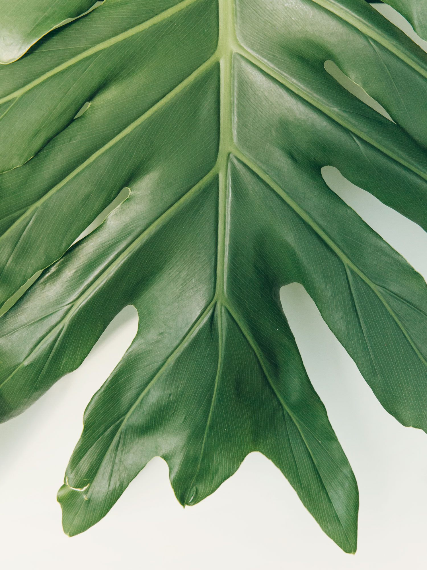 Closeup of Thaumatophyllum bipinnatifidum leaf.