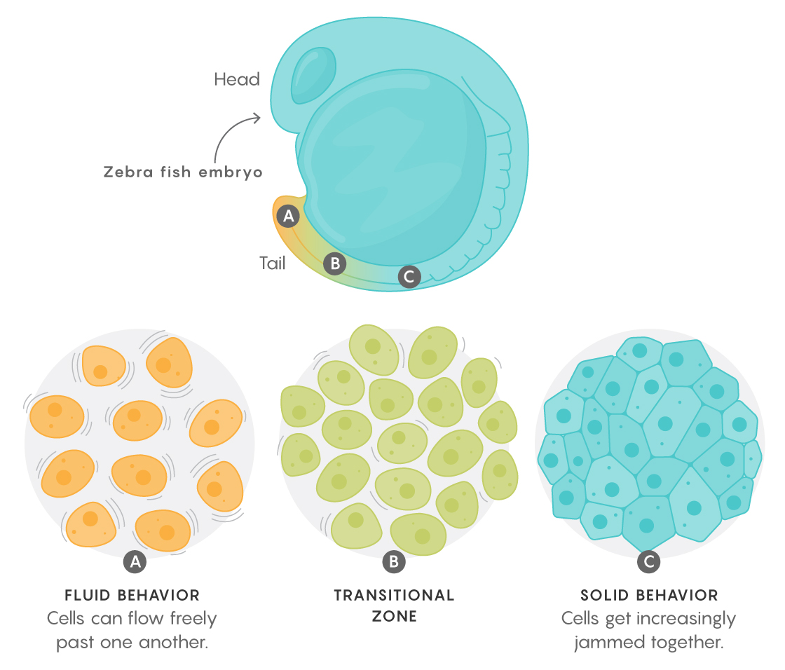 Illustration of Zebrafish cells