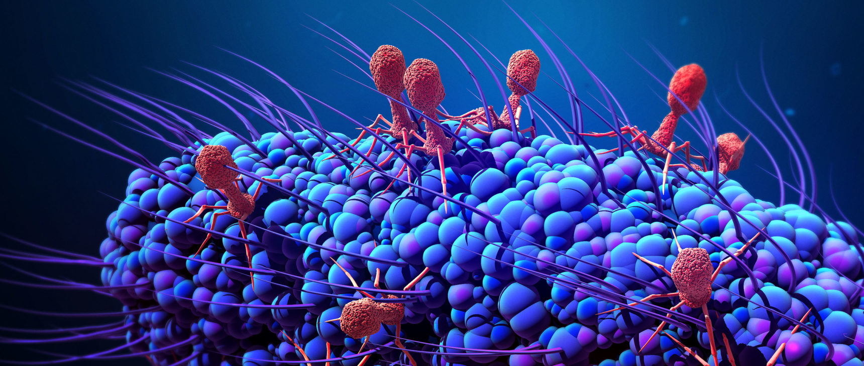 Art for "‘Broadband’ Networks of Viruses May Help Bacteria Evolve Faster"