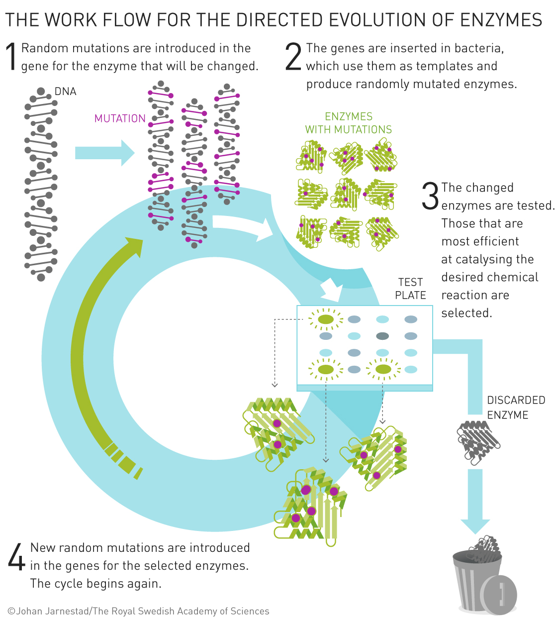 Graphic illustrating the work flow for the directed evolution of enzymes