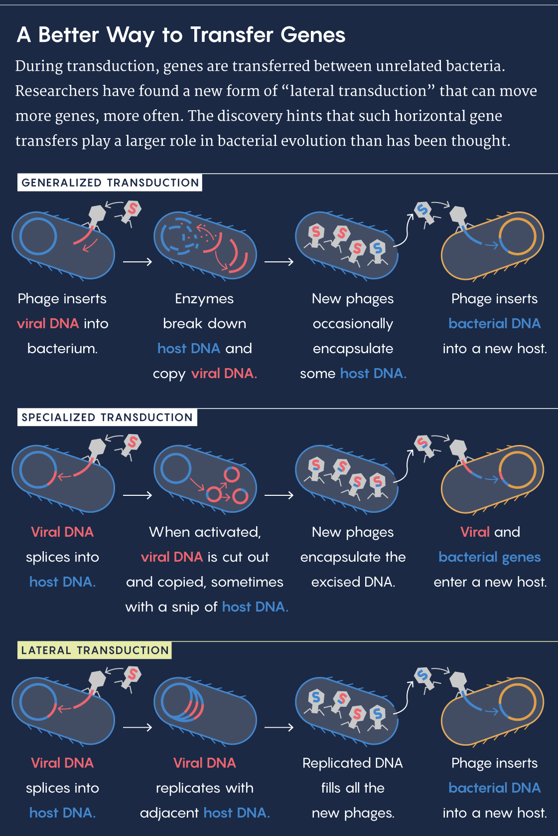 Graphic illustrating generalized transduction, specialized transduction, and lateral transduction.