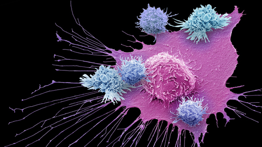 Art for "Nobel Prize Awarded for Cancer Immunotherapy"