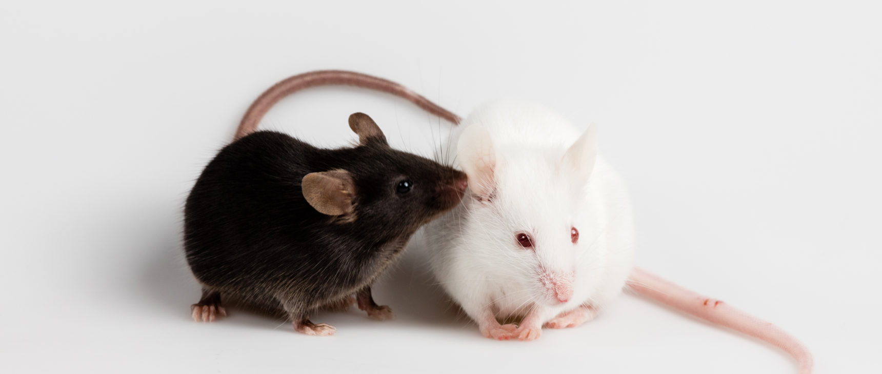 Photo of mice