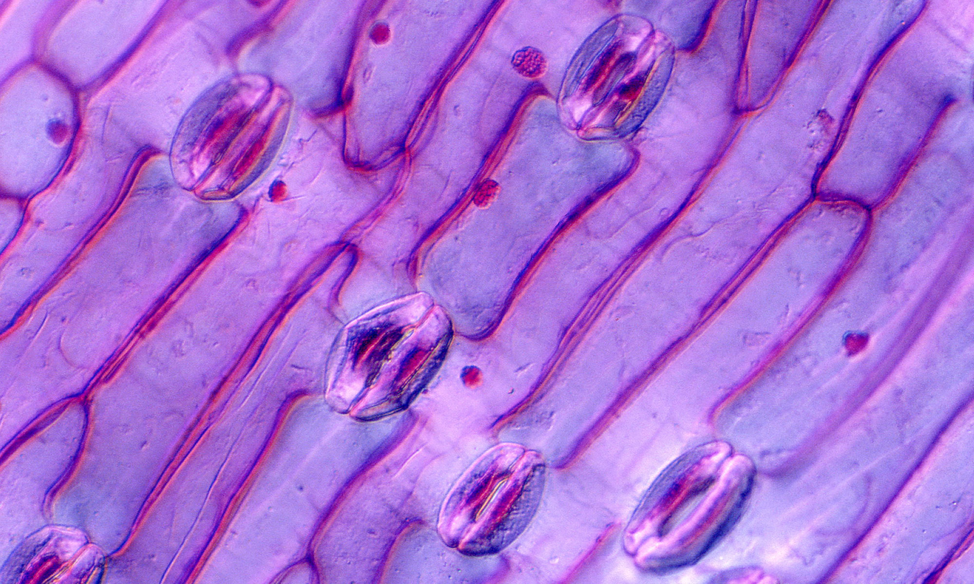 Image of Leaf Stomata