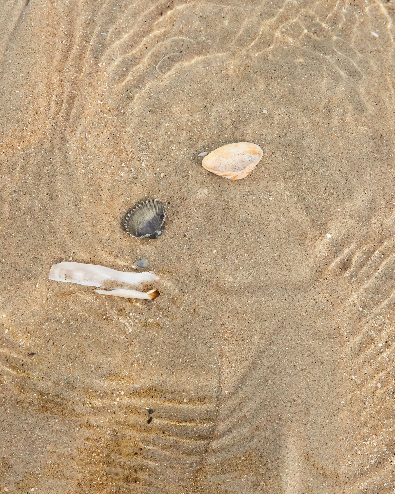 Shells at Noordwijk beach in the Netherlands