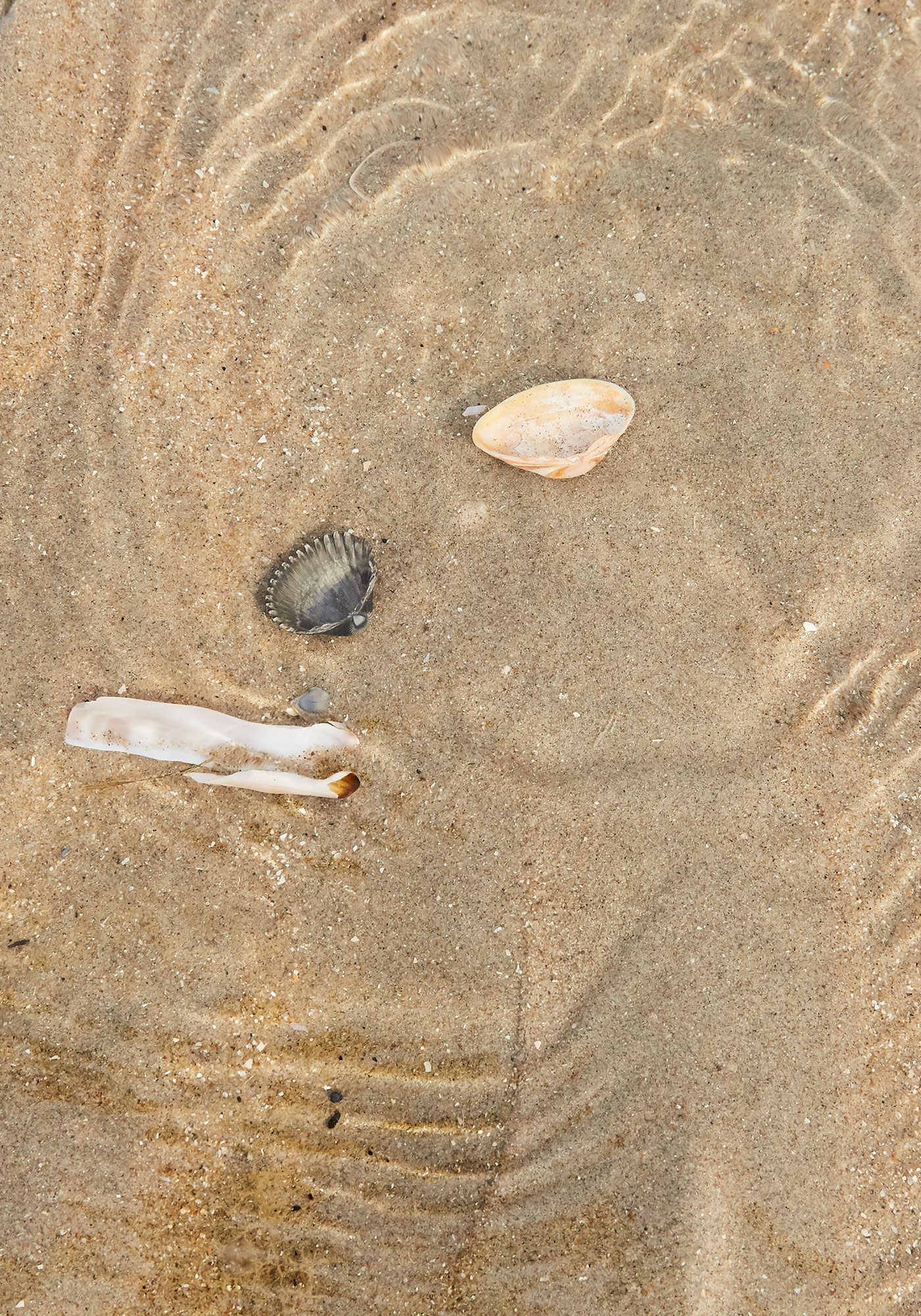 Shells at Noordwijk beach in the Netherlands