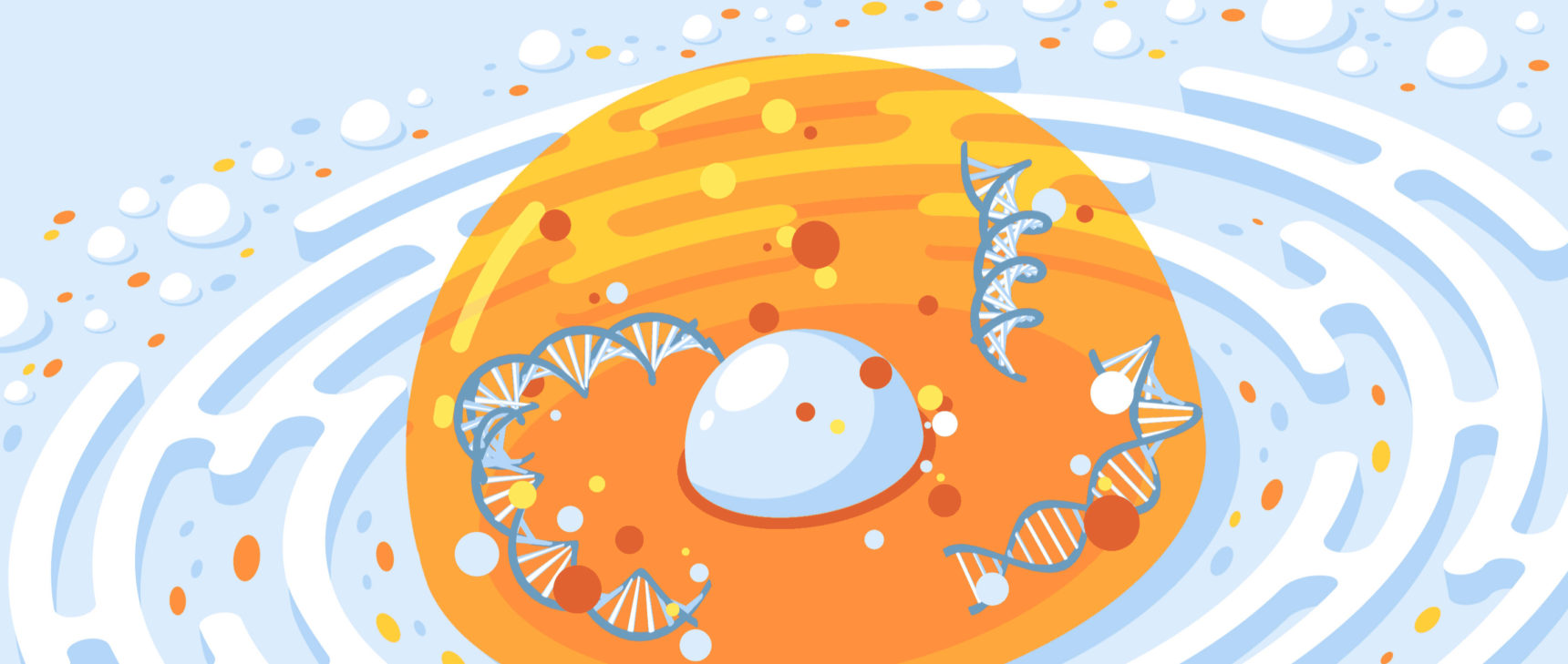 Art for "In the Nucleus, Genes’ Activity Might Depend on Their Position"