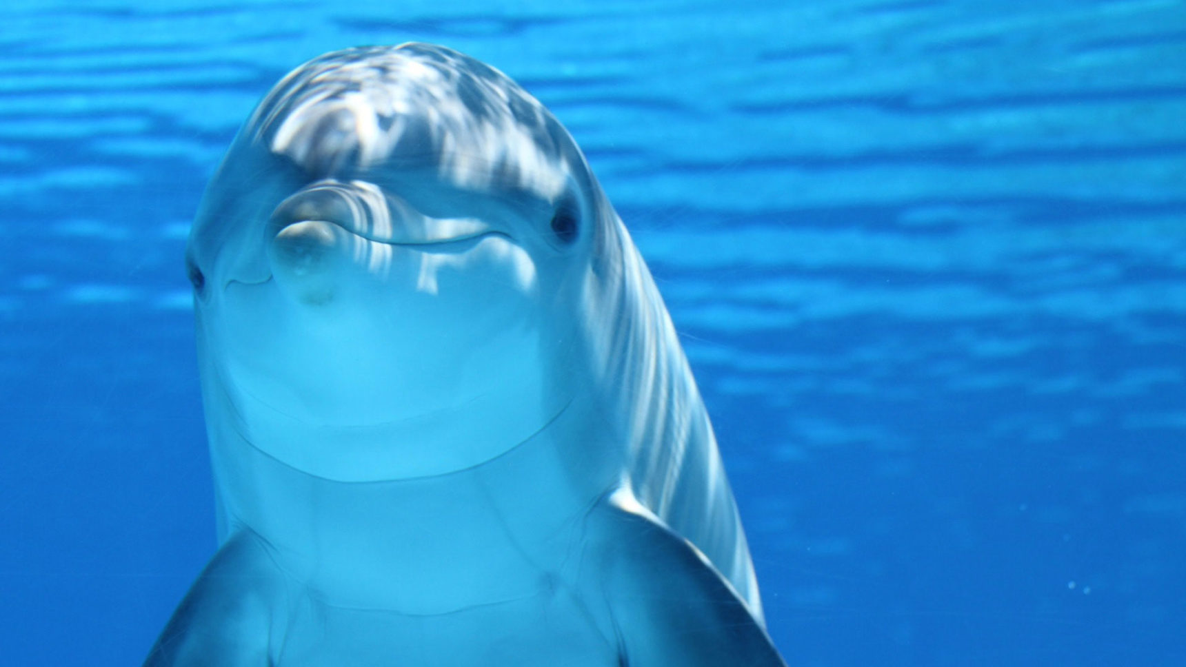 Photo of a dolphin