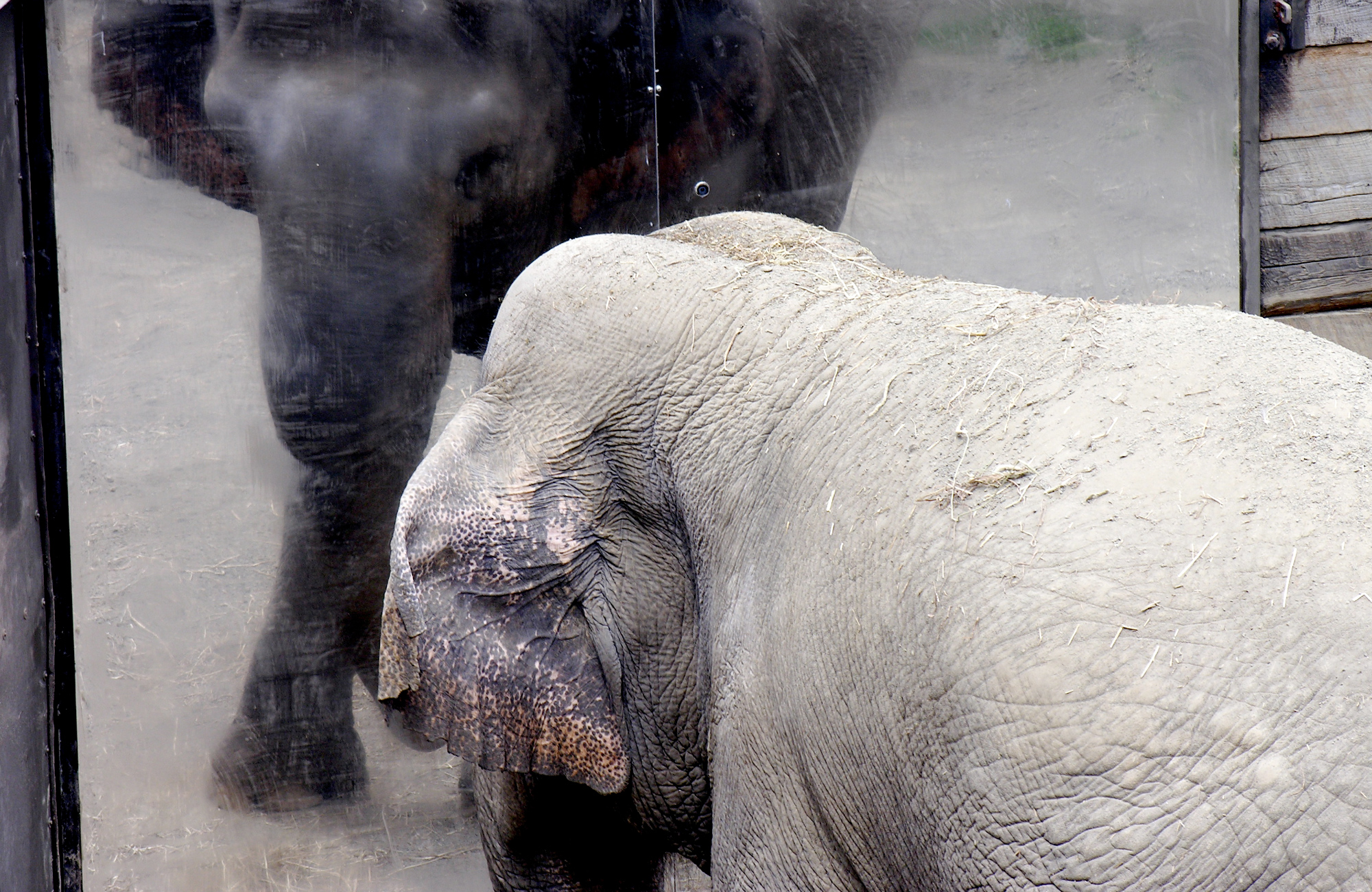 Photo of an elephant looking into a mirror