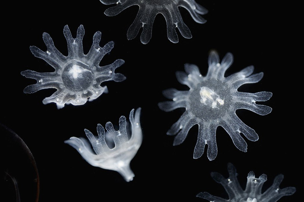 Photo of jellyfish ephyras