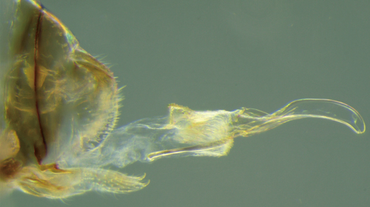 Photo of the female penis structure of the cave insect Neotrogla aurora.