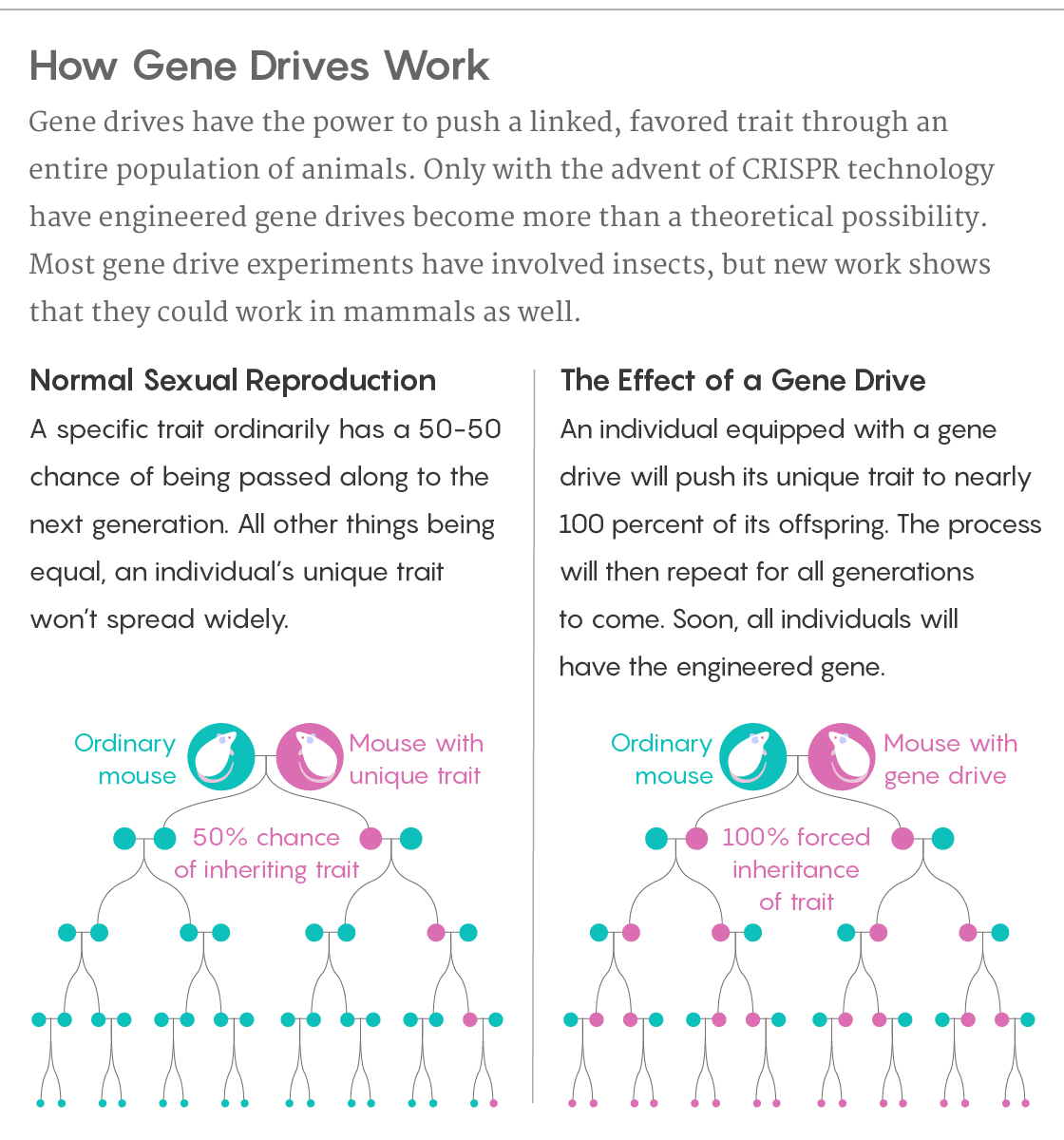 GRAPHIC: HOW GENE DRIVES WORK