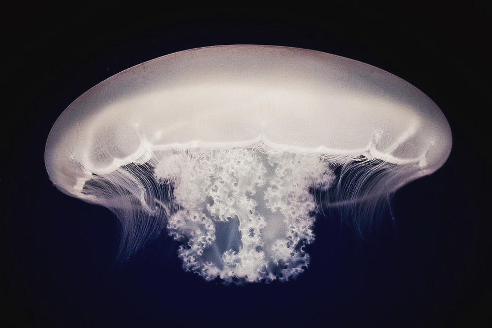 Photo of a jellyfish medusa