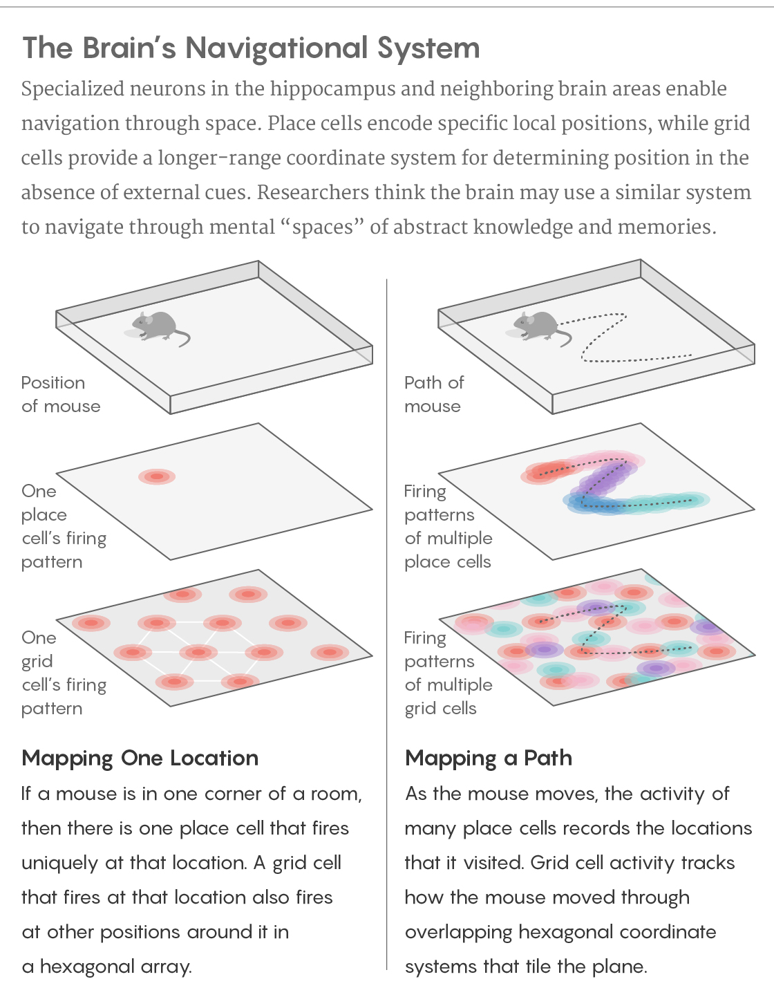 GRAPHIC: THE BRAIN’S NAVIGATION SYSTEM